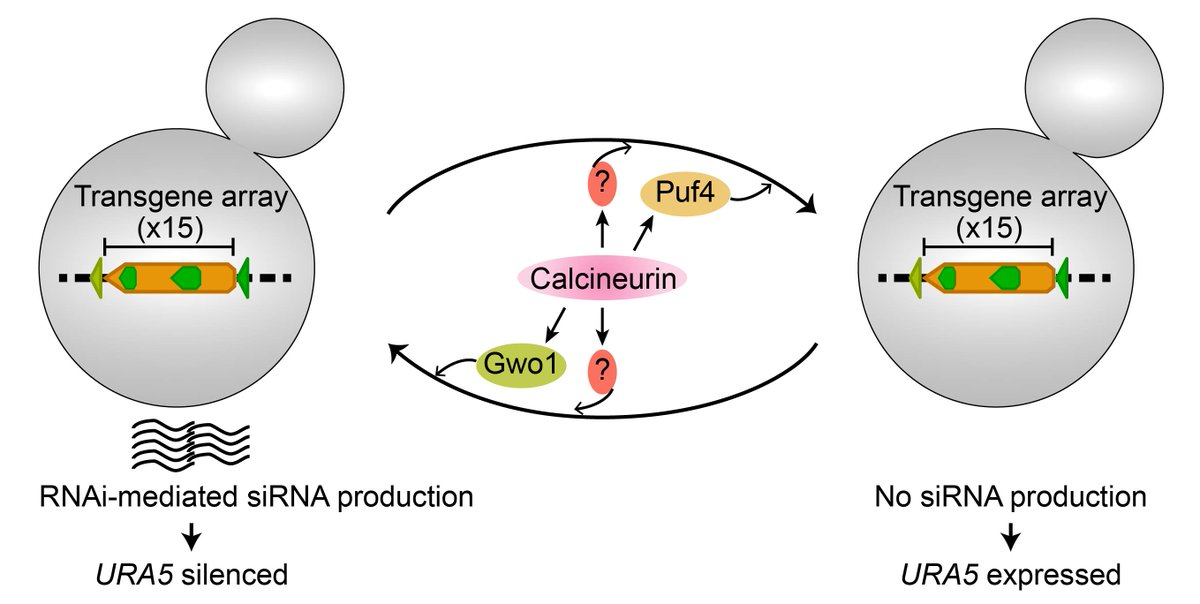 🚨Our new paper describing an unexpected role of #calcineurin signaling in #RNAi-mediated small RNA production is now out in <a href="/GeneticsGSA/">Genetics Society of America</a> - implying a way to quickly adapt to external conditions by altering gene expression levels. #Fungi #Cryptococcus
academic.oup.com/genetics/advan…