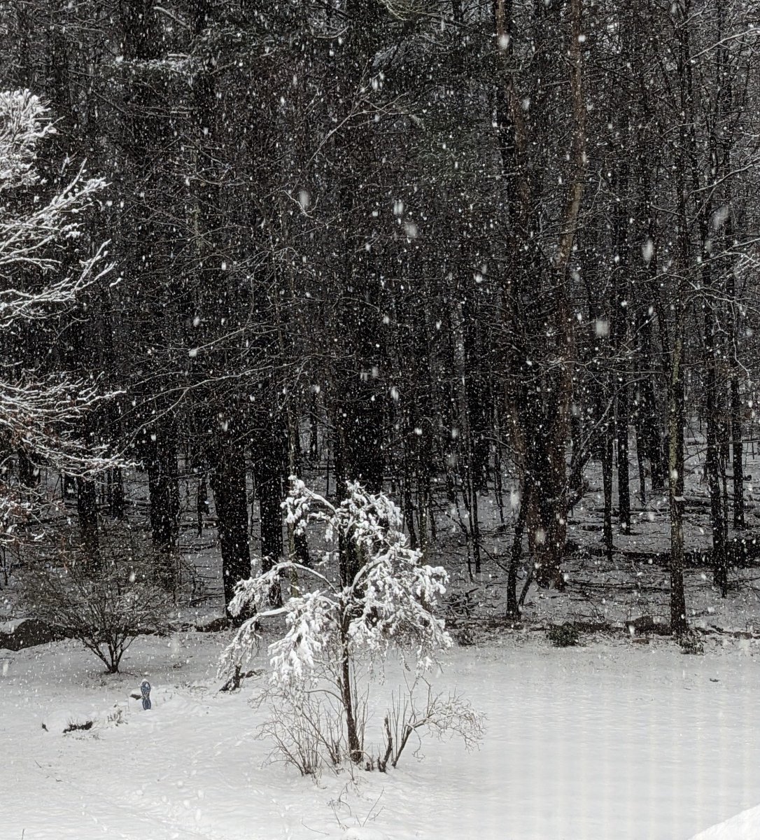 Snowing pretty good here in Dunstable MA right now. <a href="/ericfisher/">Eric Fisher</a> <a href="/SurfSkiWeather/">Tim Kelley</a> <a href="/Eweather13/">eweather</a>