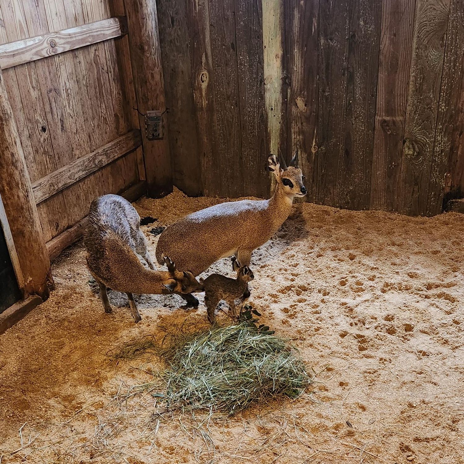 Brevard Zoo (@BrevardZoo) / X