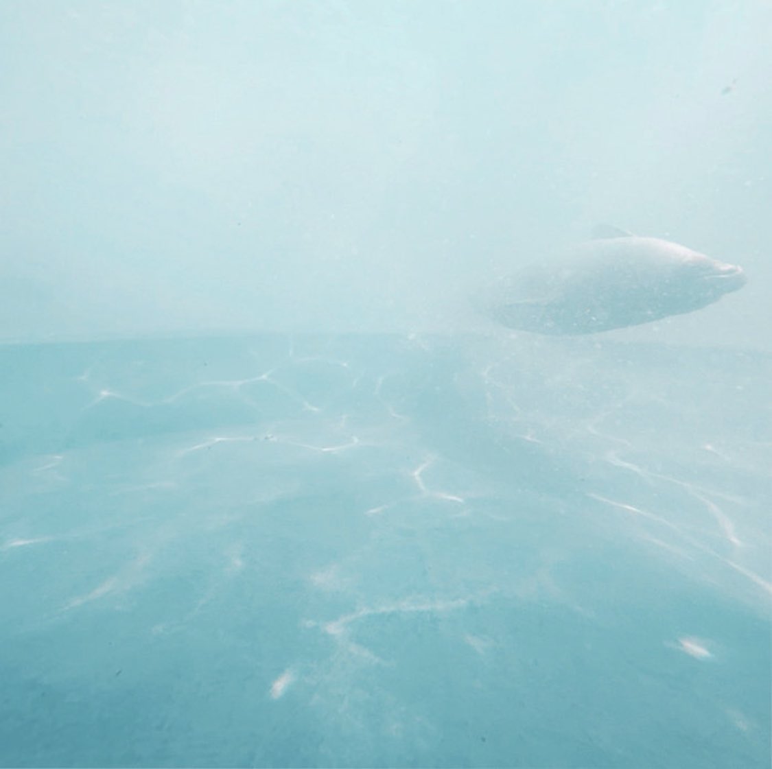 my new track Psychopomp is out on sleeplaboratory4.0 on Whitelabrecs 

thanks Harry for the invite to participate in this wonderful compilation 🙏

listen and get your physical copy here: whitelabrecs.bandcamp.com/album/sleeplab…

love and disruption
xF