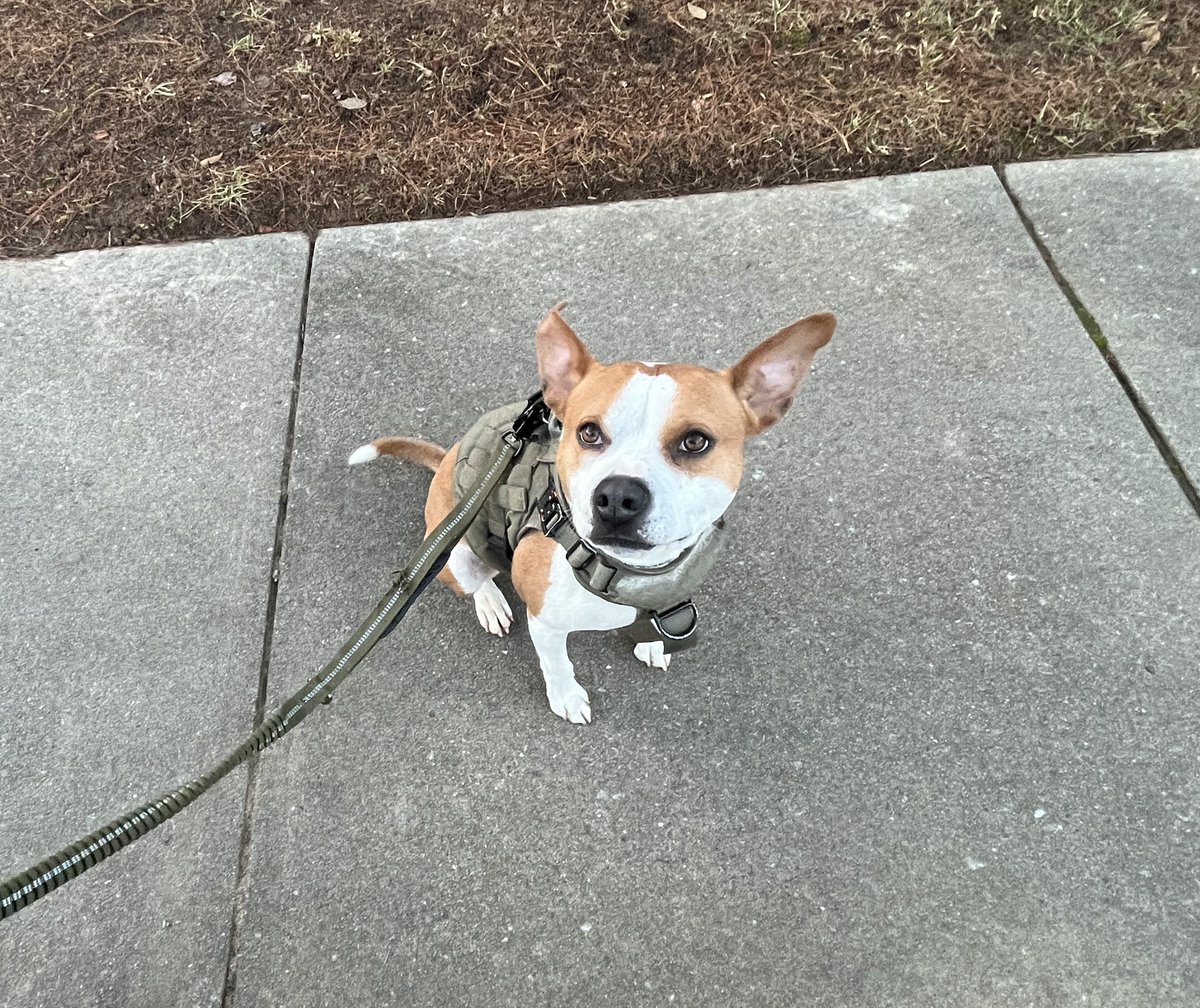 Henry, Suburban Sasquatch & IT Support Beast tweet media