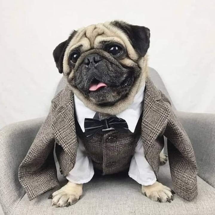 dog lovers tweet media