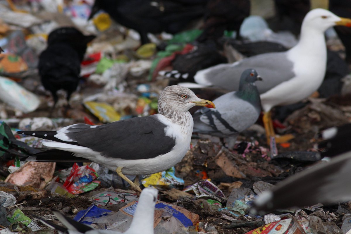 PeevStr's tweet photo. Finally I managed to go to local rubbish dump and got nice view of my favourite gulls! Unfortunately, the warm winter keep the numbers low, but still good variety: YLG and CGs, Common gulls, some BHGs and one LBBG. Ruse, Bulgaria
#gulls #gullers #larus #cachinnans #fuscus https://t.co/SObdYH7iaI