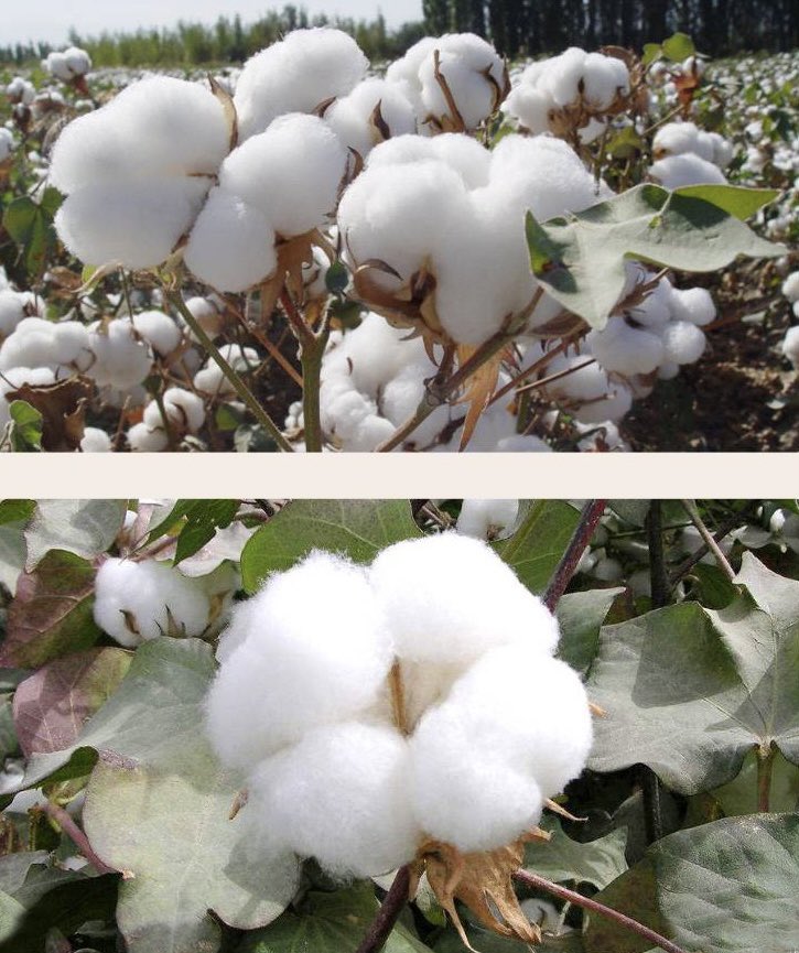 There is a mattres inside the wicker coffins, which is made of natural cotton as a filler, and it is finished by hand sewing, giving coffins a soft and warm impression.
#coffinmattres #handwovencoffin #willowcasket #natural