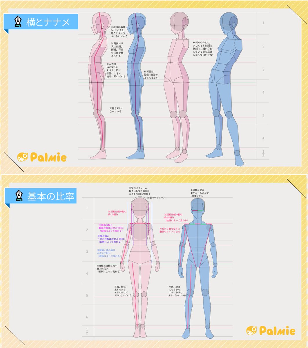 身体の横・ナナメ・正面から見た「比率」をまとめました👫✍️
palmie.jp/courses/356/lp…