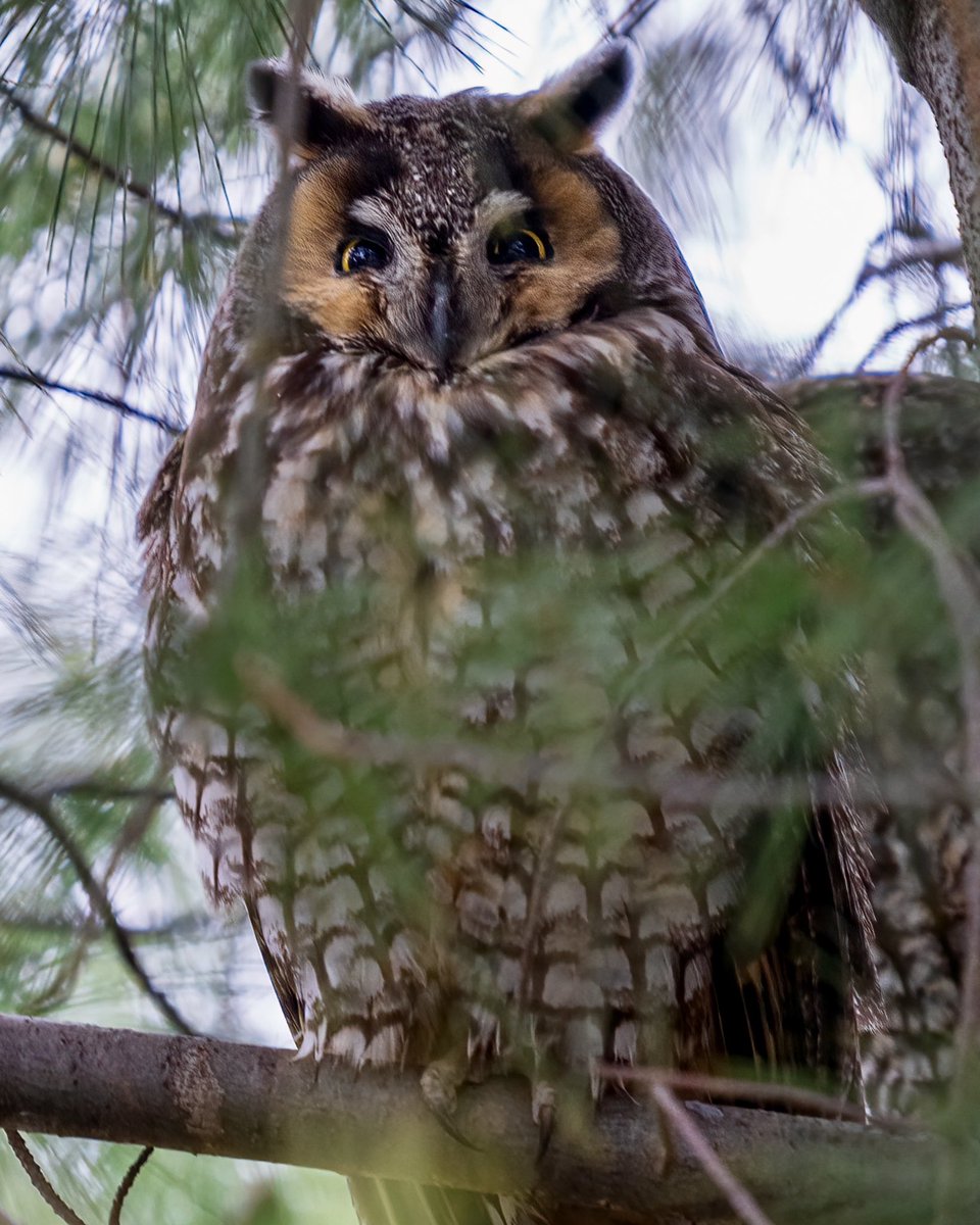 Long-eared owl 1/27/2024 #birdcp #birdcpp #birdwatching #owl #nature #wildlife