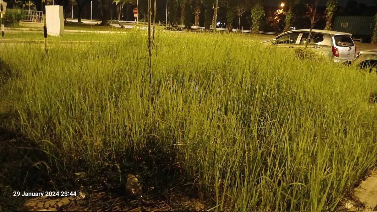 LemanHarun's tweet photo. Salam YB @preakasn50 . Mohon bantuan @SJcitycouncil bertahun tak pernah potong rumput di kawasan Pangsapuri Harmoni 1 RSKU Putra Heights. Esok ada ular makan orang. Siapa nak tanggungjawab? https://t.co/grThehkPYD