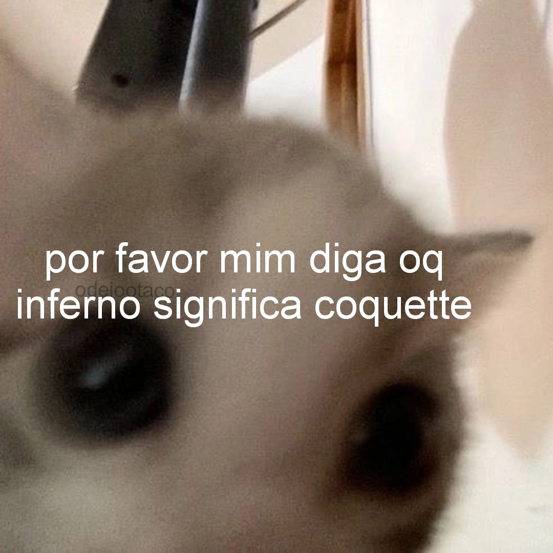 perfil dedicado a gatinhos e peitos (@odeiootaco) on Twitter photo 