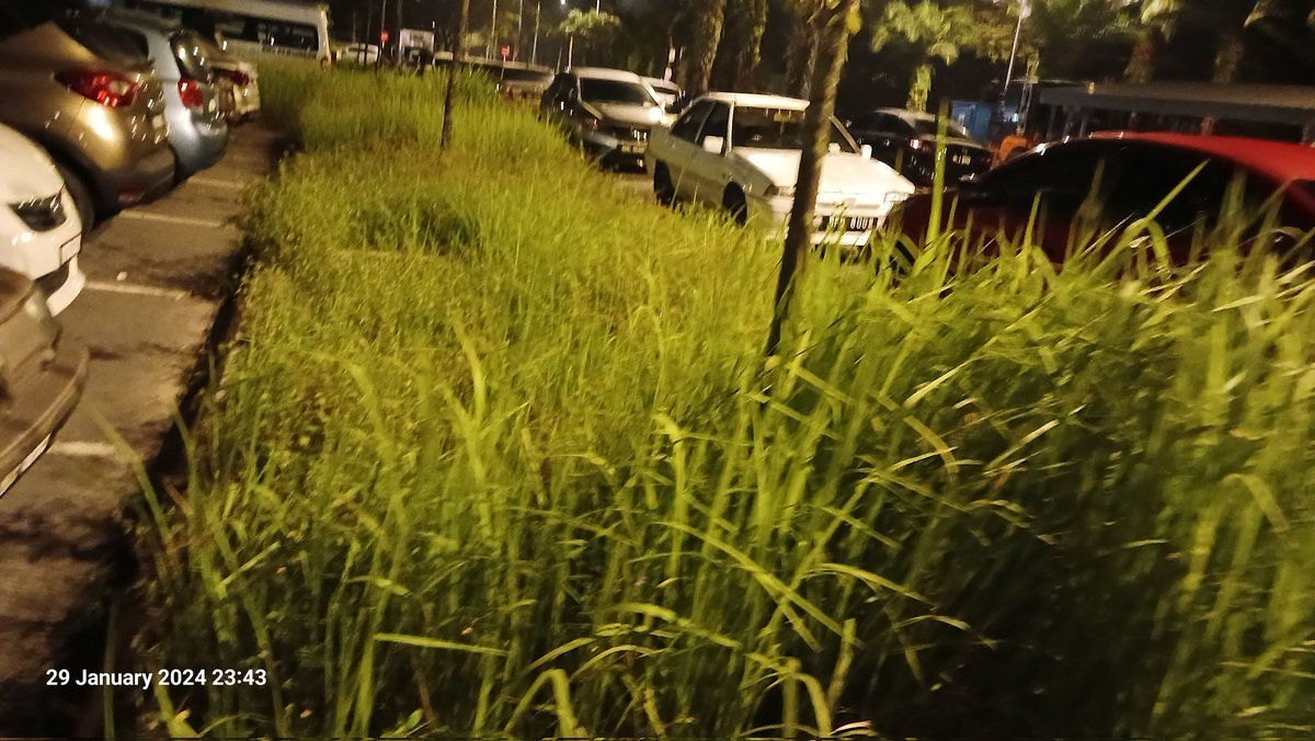 LemanHarun's tweet photo. Salam YB @preakasn50 . Mohon bantuan @SJcitycouncil bertahun tak pernah potong rumput di kawasan Pangsapuri Harmoni 1 RSKU Putra Heights. Esok ada ular makan orang. Siapa nak tanggungjawab? https://t.co/grThehkPYD