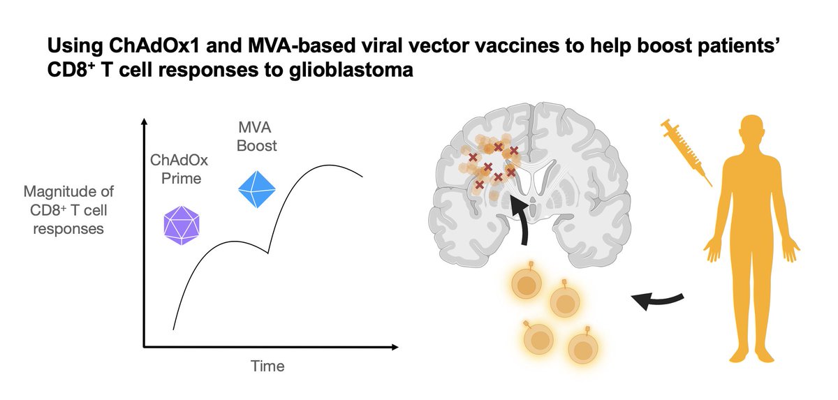 Glioblastoma is an aggressive brain tumor that is hard to treat. @NIHOxCam Fellow Emily Steffke shared her work on viral vector vaccines that generate T cells to attack glioblastomas. Her preclinical work lays the groundwork to eventually bring this treatment to the clinic.