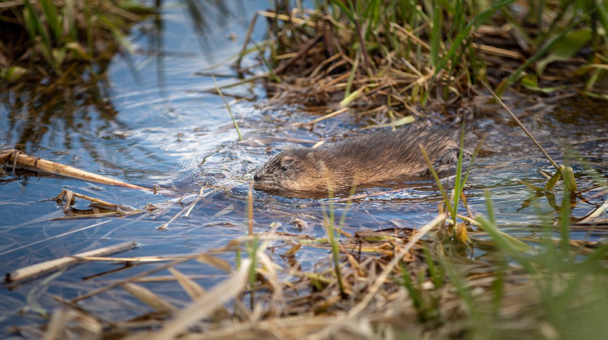 WDODelta's tweet photo. De muskusrattencijfers van 2023 zijn bekend: Historisch lage vangst #muskusratten. Muskus- en beverratten worden gevangen, omdat ze gangen en holen graven in #dijken en #oevers. Bekijk de resultaten op onze website ๐: https://t.co/4FI4NWWQxJ https://t.co/gyLdsM0E5Z