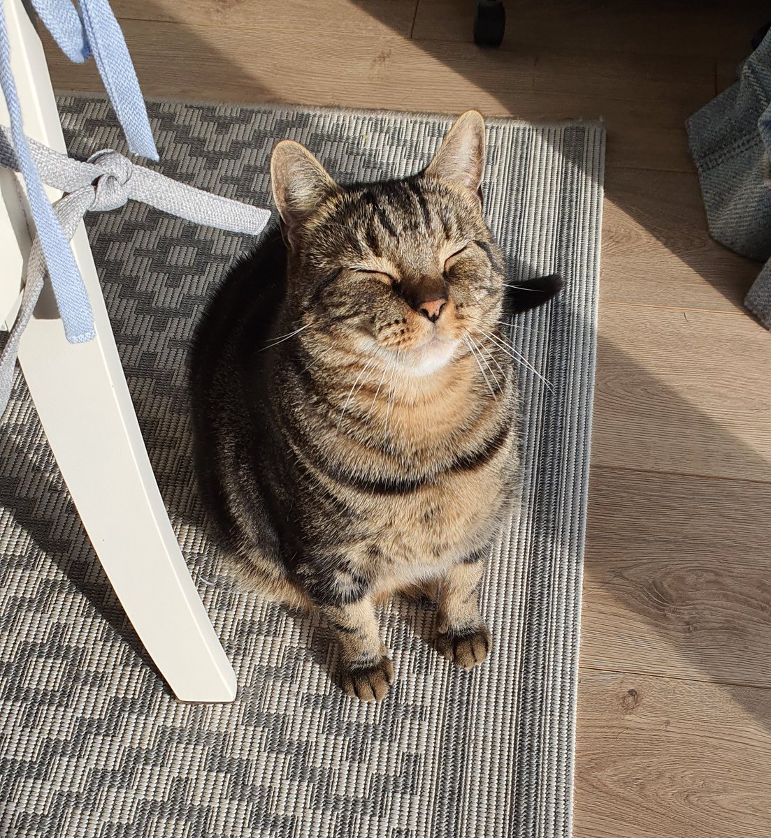 TinyBitMagical's tweet photo. This is Bertie - our dear little rescue cat. Every day I tell him that I love him and he closes his eyes, raises his face and basks in my love as if it's sunshine. #LoveIsSunshine #CatsOfX #CatsofTwittter #DickKingSmithHQ https://t.co/2Ni3MHTAoP