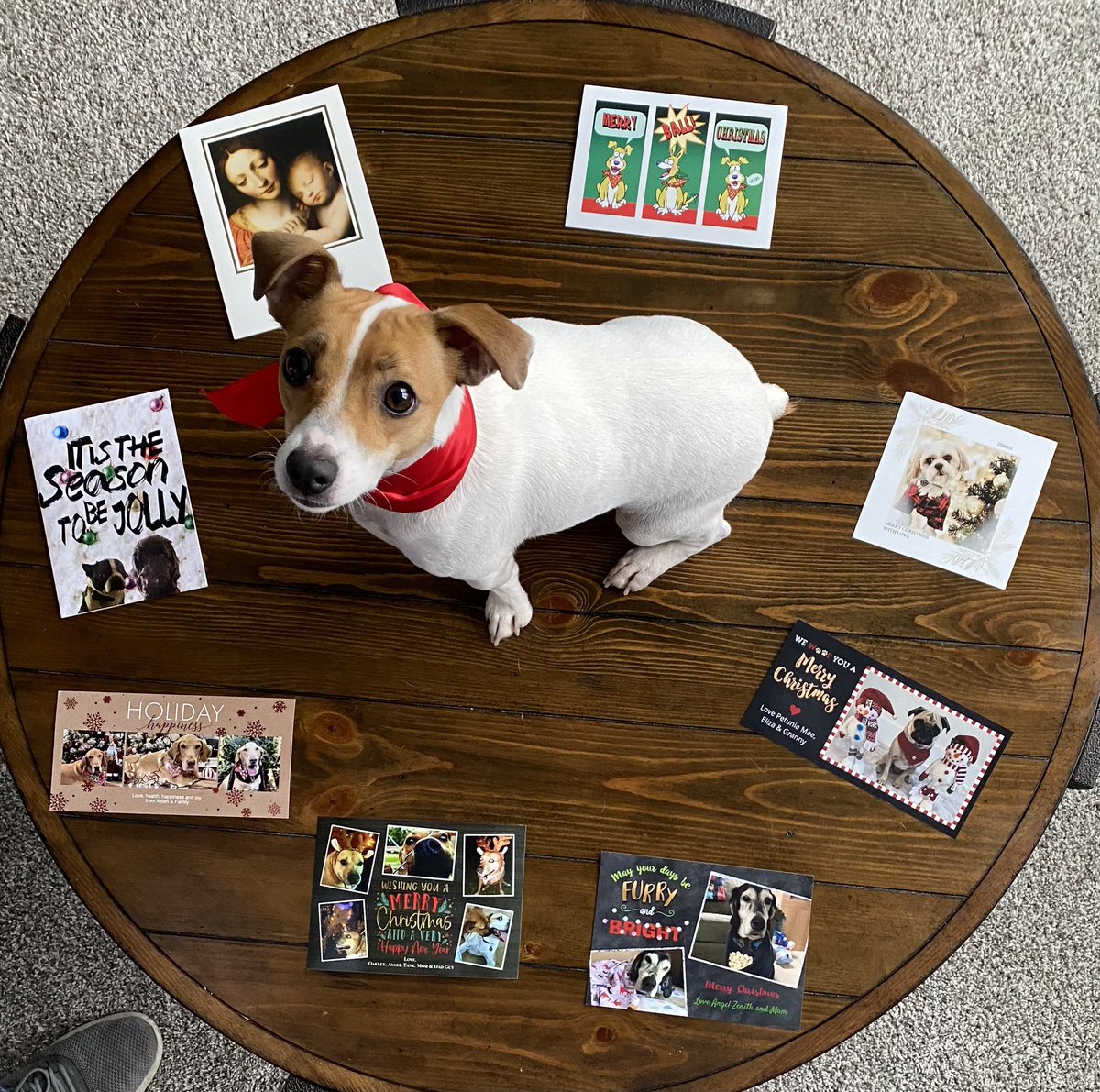 #PostAFavPic4VioletJan24 #dogs #dogsoftwitter #zshq #Mondayvibes #Monday 🧩
Day 29: “Puzzles” -  My 💌anipal Xmas cards look like pieces of a PUZZLE!! 🧩 💌🧩#BabyBea #JackRussell 💌