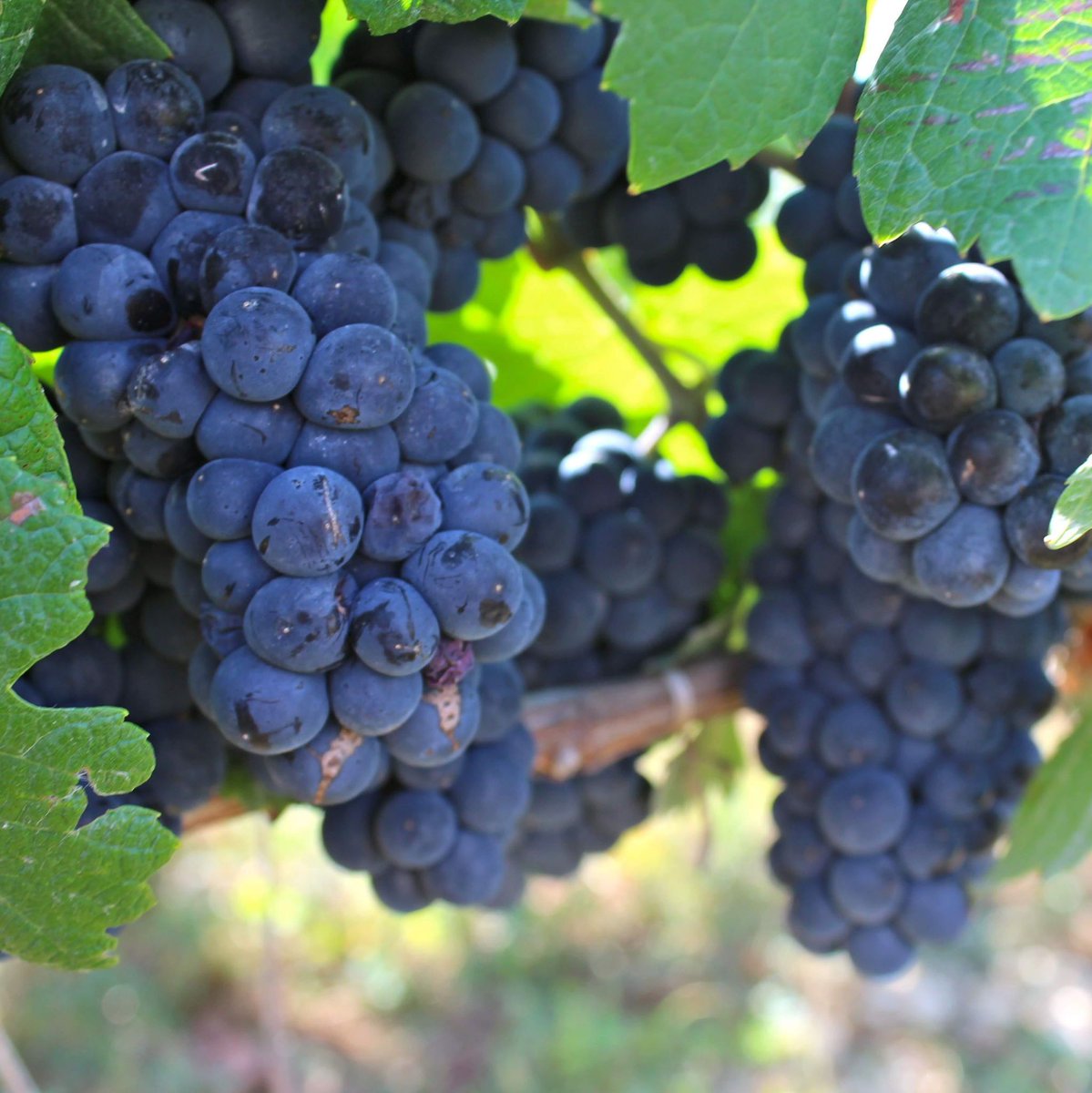 ParadigmScience's tweet image. Prebios-C is a prebiotic active ingredient designed to rebalance and restore the proper presence of beneﬁcial skin bacteria. It is manufactured by Naturalis.

For more information visit our website at :
ParadigmScience.com