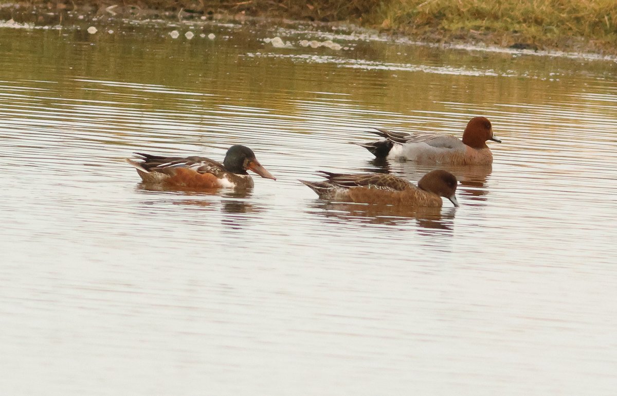29 Jan. Musselburgh. 55 Twite, 1 Great Northern Diver, 65 Long-tailed Ducks, the 'ghostly' Black-headed Gull, and a presumed hybrid Shoveler. No King Eider though. @ScottishBirding