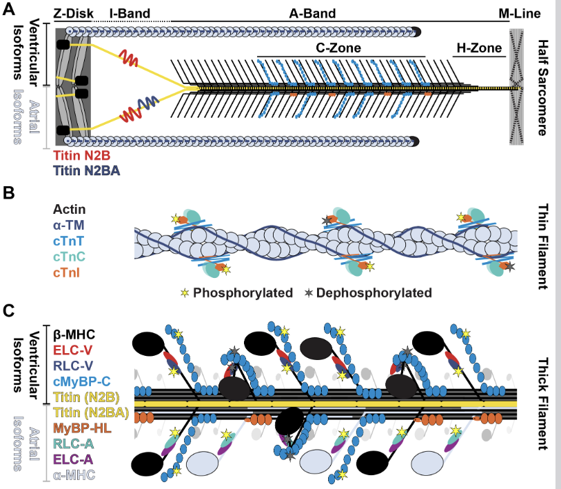 ajpheartcirc's tweet photo. #ArticlesInPress: Fine Tuning Contractility: Atrial #Sarcomere Function in Health and Disease
Hope V Burnham, Hannah E Cizauskas, and David Y Barefield
https://t.co/ei9Z9SIFMB
@BarefieldD @LoyolaChicago
#arcomere #Myofilament #Atria https://t.co/J8nKGBE9T4