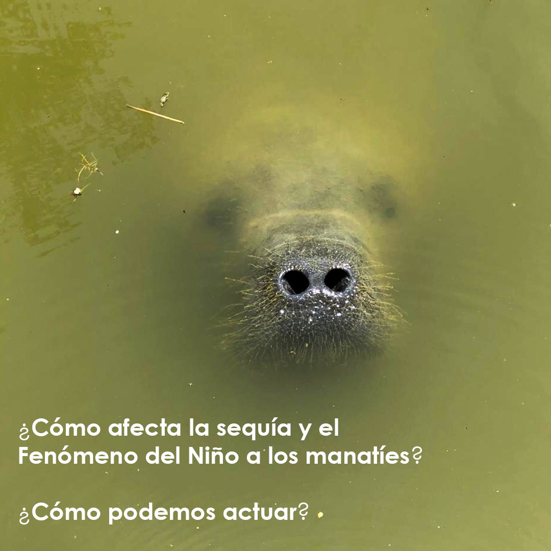 ¿Cómo afectan la sequía y el fenómeno de El Niño a los manatíes? ¿Cómo podemos actuar?
El Niño es un fenómeno natural de variabilidad climática asociado con la disminución de las lluvias y el aumento de las temperaturas del aire. 👇