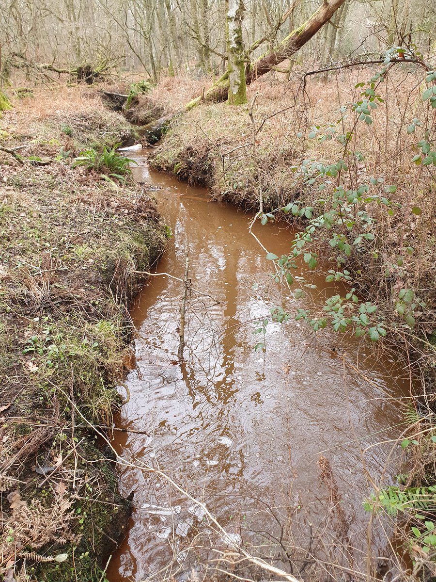 ZhepzyMudRunner's tweet image. I heard a train 🚆 😳 
Beautiful as always! Love this place! #TWC #TwittaWinterChallenge #SonicWinterSprinters