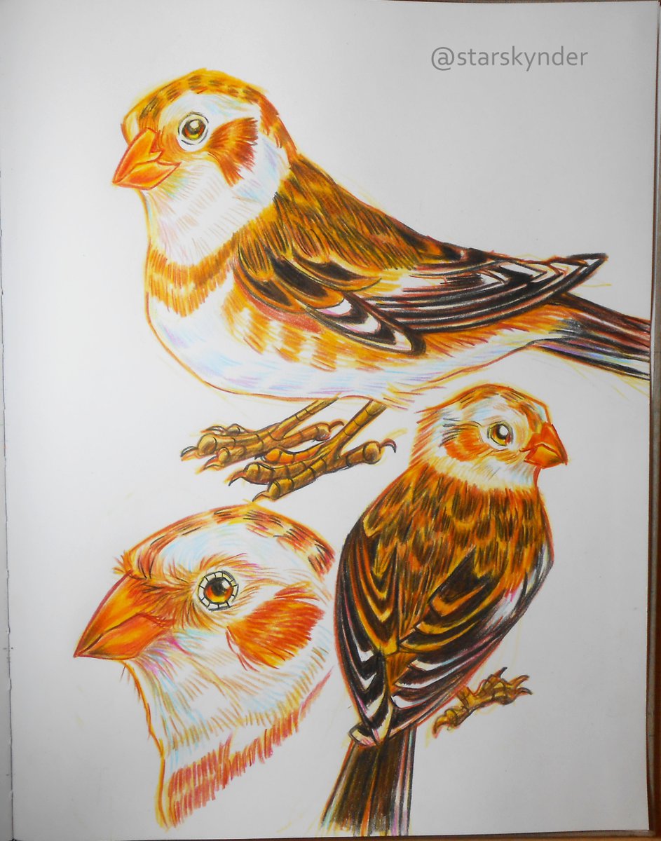 starskynder's tweet photo. Snow Bunting #birbfest2024 #birbfest #art #drawing #illustration #animals #wildlife #birbs https://t.co/7eaTyFL553