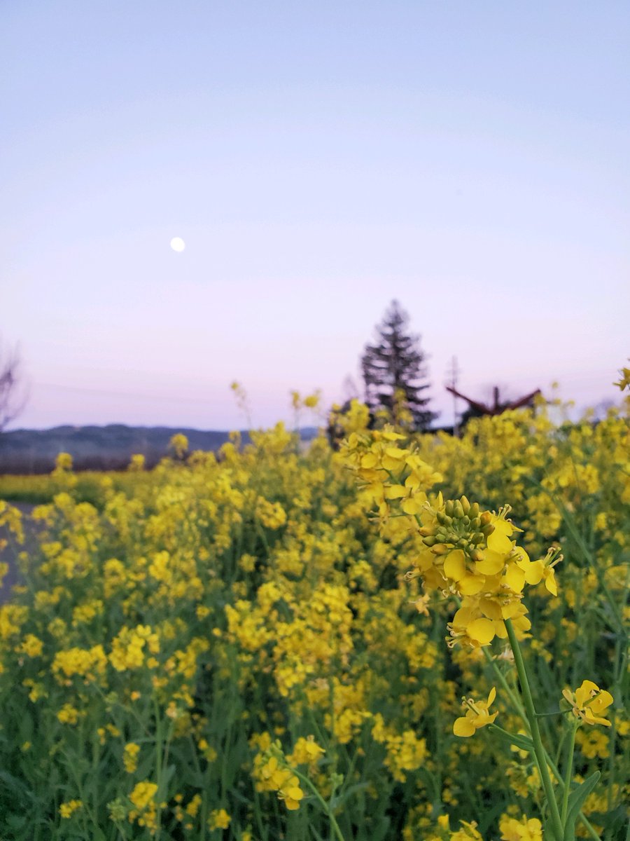 From dawn till dusk, our vineyards are kissed by the golden glow of mustard flowers.'

#PEJUWinery #napavalley #visitnapavalley #itsfromnapa #winetasting #rutherford #winery #mustardseason #napa