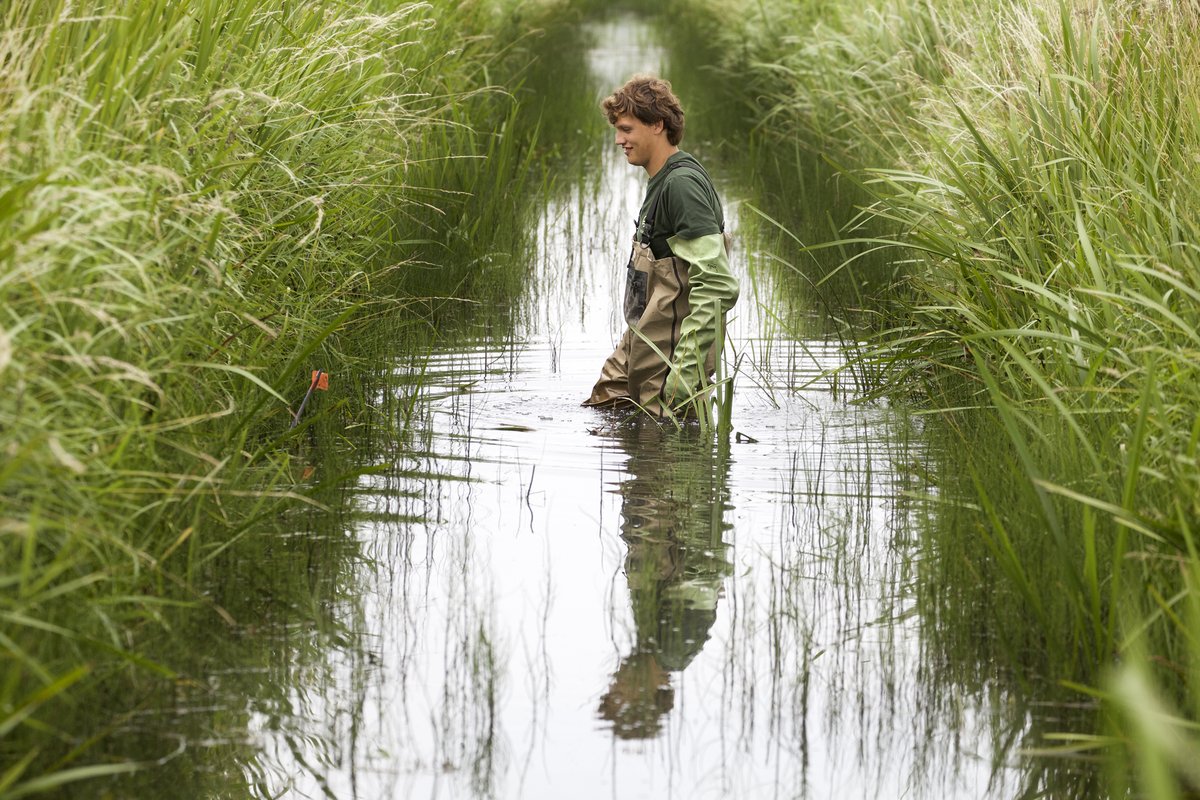 wsrivierenland's tweet photo. Wat bij de beverrat al een feit is, lukt ook bij de muskusrat steeds beter: we dringen ze terug naar de landsgrens. Dat scheelt schade aan dijken en aan de natuur door deze 'invasieve exoot'.
Cijfers en uitleg 👉 https://t.co/AcU8WGCBKW
#muskusrat #beverrat #biodiversiteit https://t.co/72NhwM1V9Z