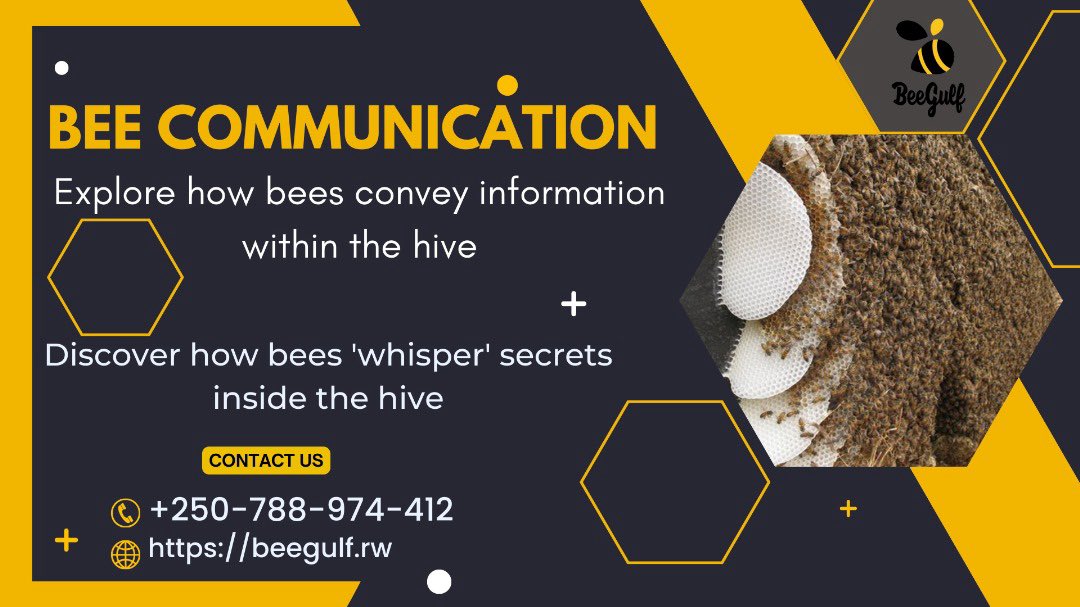 jcniyomugabo's tweet photo. Explore the fascinating world of bee conversation!
Learn how bees collaborate for the benefit of their home, 'whisper' secrets inside the hive, and perform amazing dancing skills. In today's thread, solve the mystery of their complex culture!
Follow @BeegulfHoney to learn more.
