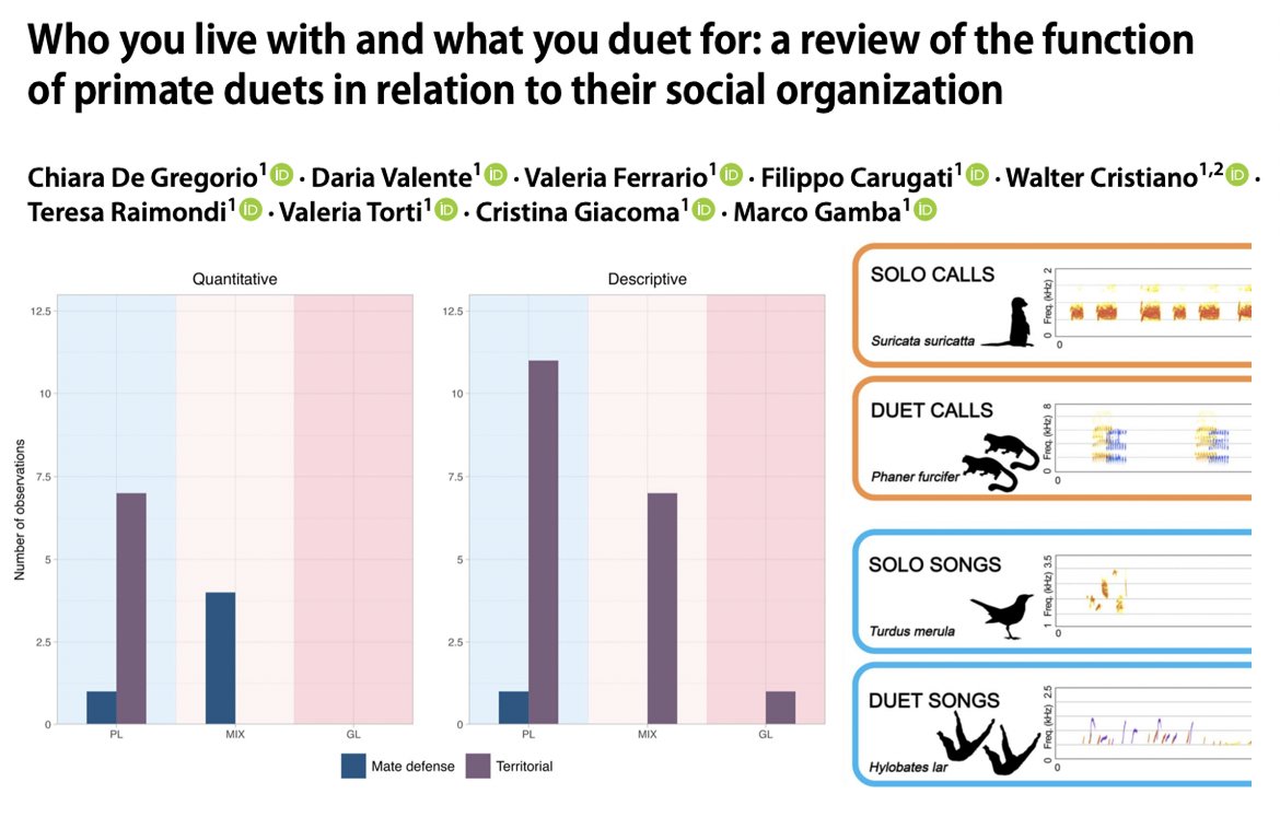 A shift from pair-living to more promiscuous groups might have led the emergence of mate defense as critical duet function. Territory/resource ownership and defense functions seem to be more important in obligate pair-living species🎶🐒 doi.org/10.1007/s00359…