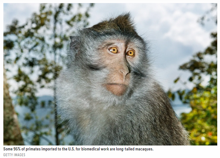 Wildlife trafficking, animal rights, @IUCN & endangered species, @CITES & captive breeding, pharmaceutical research, @USFWS prosecutions, & the fate of 1,200 Cambodian #monkeys. Facinating insights into a complex issue by @erikafry for @FortuneMagazine bit.ly/3w3KATW