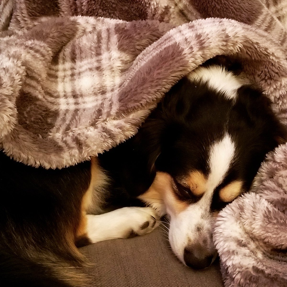 dropdeadredtx's tweet photo. May introduce Sir Alexander Hamilton, rescued from the streets at 2 months - 'young, scrappy and hungry', now 7 years of cuddles old. #PetsForPirates #adotham #AdoptOurCrew #adoptdontshop #SaveOFMD https://t.co/kgn3BH3Mon