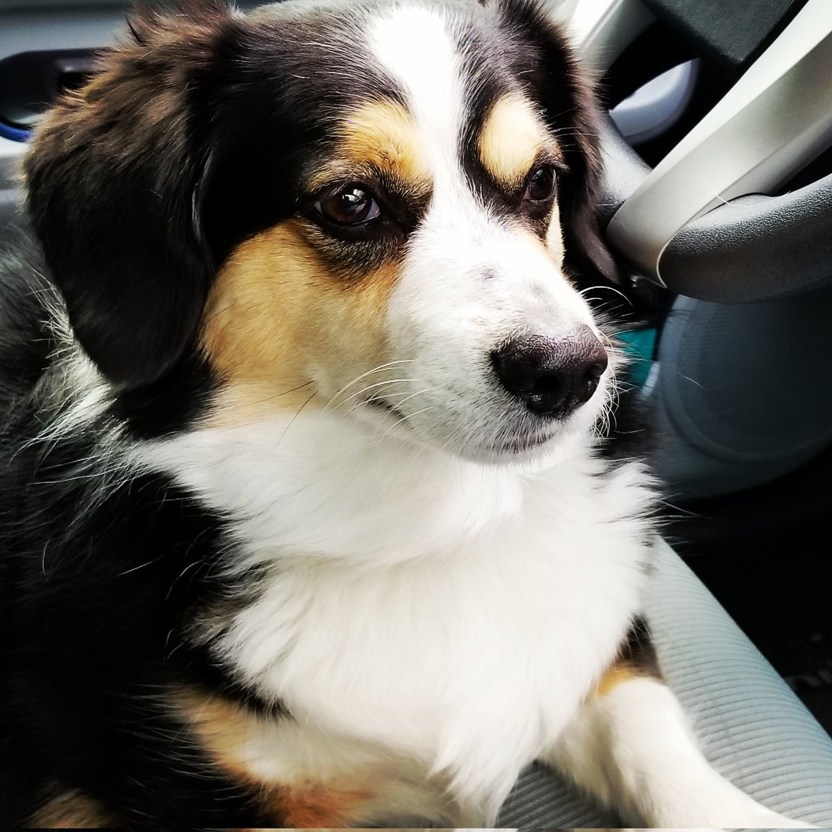 dropdeadredtx's tweet photo. May introduce Sir Alexander Hamilton, rescued from the streets at 2 months - 'young, scrappy and hungry', now 7 years of cuddles old. #PetsForPirates #adotham #AdoptOurCrew #adoptdontshop #SaveOFMD https://t.co/kgn3BH3Mon