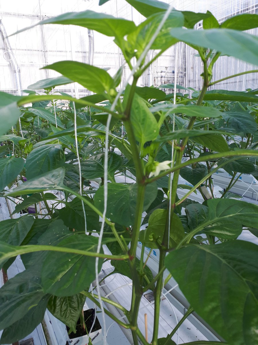 Weerbaar telen proef paprika. De bloemen zijn t/m het 4e oksel verwijderd omdat de proefkas wat donkerder is dan de meeste kassen in de praktijk. En omdat we eerst een voldoende sterke plant met een goed wortelgestel neer wilden zetten. Nu bloeit het 5e oksel, die mag zetten.