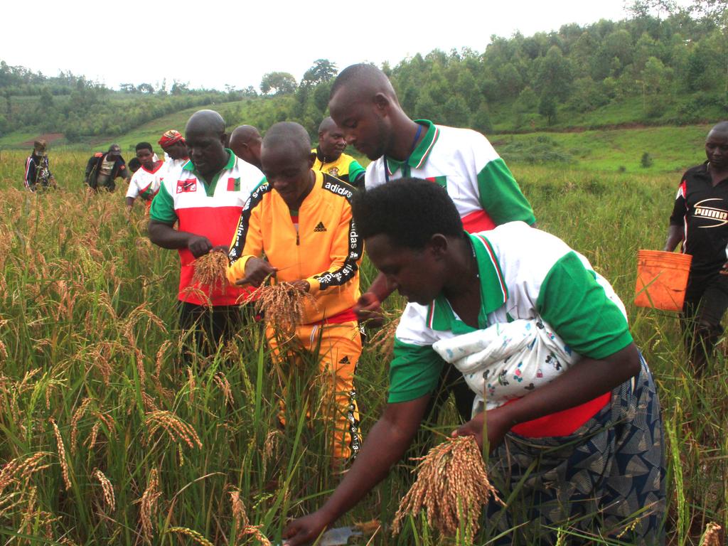 CnddFddButanyer's tweet photo. 29/01/2024 Mu ntumbero yo gutera intege urwaruka ruri ku kivi Umunyamabanga ajejwe imbonerakure n'abakenyererarugamba muri #Butanyerera yifatanije na #Ajadebu ku mutumba Gatare zone #Remera Komine #Tangara mu bikorwa vyo kwimbura umuceri mu mwonga Nyakijima.
@cnddfdd
@R_Ndikuriyo https://t.co/Ffu6iSisDn