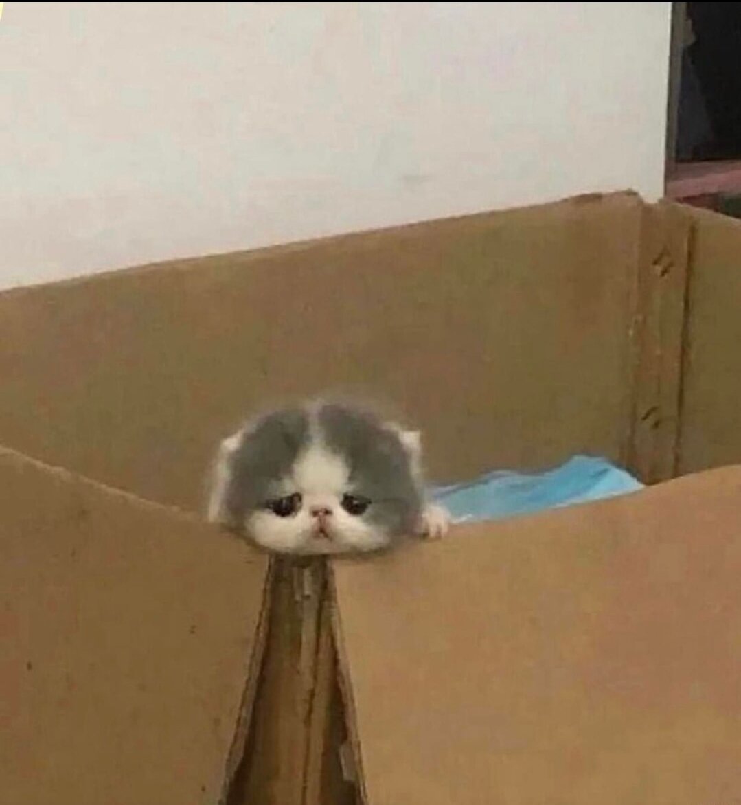 smol silly cat tweet media