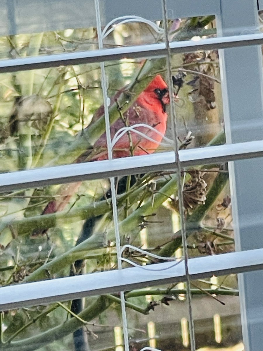 Sherrie31382's tweet photo. My sweet Red came to visit today. He ate lunch in the feeder and peeked in the window. He always makes my day ❤️❤️❤️ #CardinalLove❣️ https://t.co/jOLWdcphny