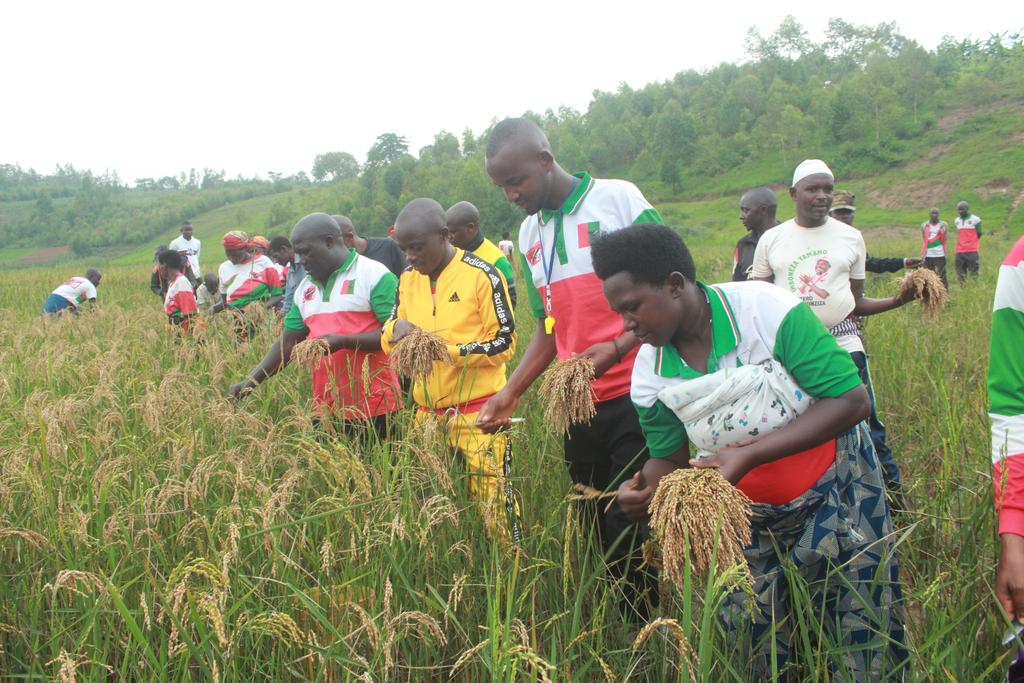 CnddFddButanyer's tweet photo. 29/01/2024 Mu ntumbero yo gutera intege urwaruka ruri ku kivi Umunyamabanga ajejwe imbonerakure n'abakenyererarugamba muri #Butanyerera yifatanije na #Ajadebu ku mutumba Gatare zone #Remera Komine #Tangara mu bikorwa vyo kwimbura umuceri mu mwonga Nyakijima.
@cnddfdd
@R_Ndikuriyo https://t.co/Ffu6iSisDn