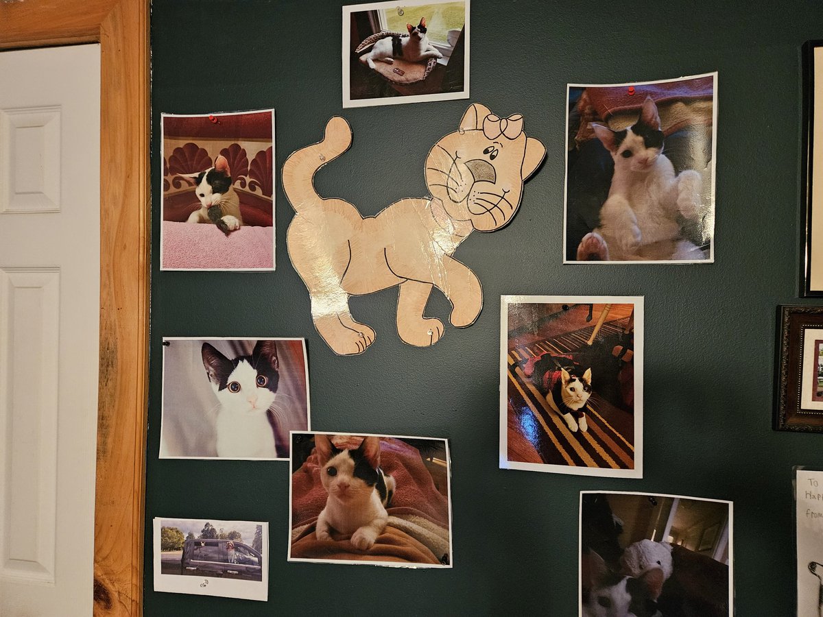 TheSprinklesCat's tweet photo. Look what Meowmy did to 1 of my bedroom walls! She had all of those pictures of me at school! Most are when I was a kitten! She made that big cat, years ago! (The horses are from years before me!) Hope mew have a purrfect #KittyLoafMonday! #cowcat #CatsofTwittterX #AdoptDontShop https://t.co/Hh80o8LcwI