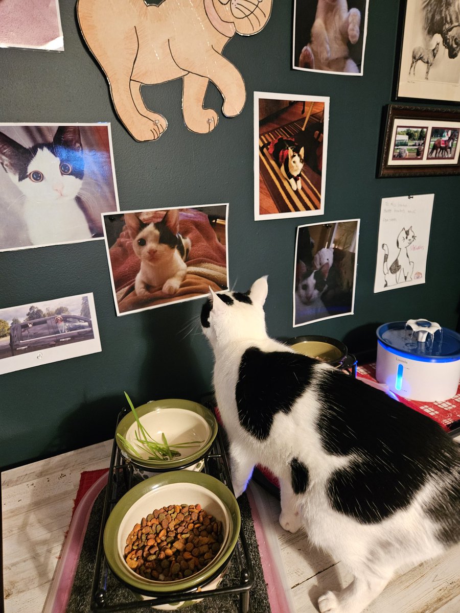 TheSprinklesCat's tweet photo. Look what Meowmy did to 1 of my bedroom walls! She had all of those pictures of me at school! Most are when I was a kitten! She made that big cat, years ago! (The horses are from years before me!) Hope mew have a purrfect #KittyLoafMonday! #cowcat #CatsofTwittterX #AdoptDontShop https://t.co/Hh80o8LcwI