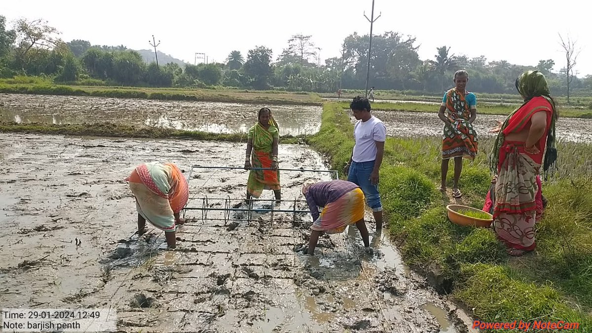 Transplantation of 11 day old paddy seedlings at Berjispentha village, Narayanpur GP of Rangeilunda block under Bahuda landscape under ECRICC Programme. @Ganjam_Admin @ForestDeptt @pccfodisha @PCCFWL_Odisha @RBerhampur