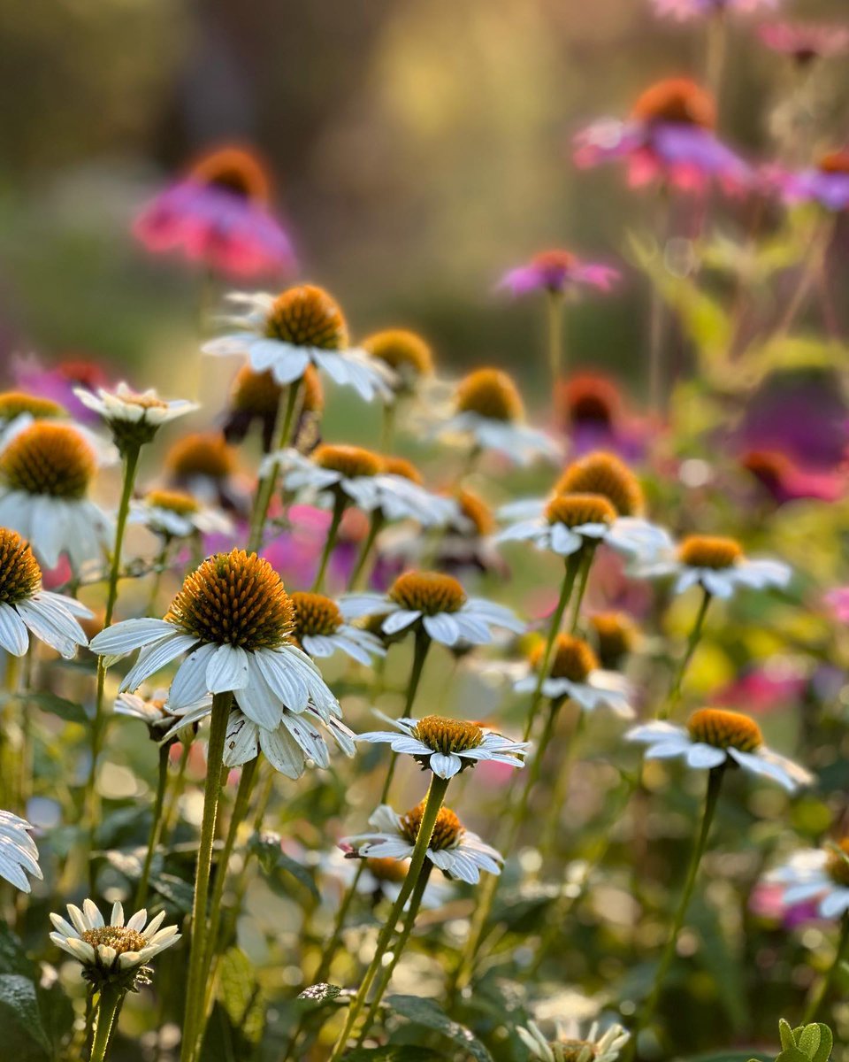 George Crown (@georgecrow53682) on Twitter photo 