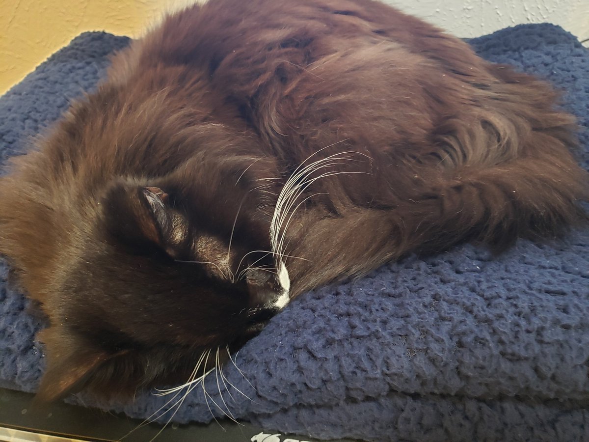 froastar's tweet photo. Curled up for a plush blanket nap https://t.co/gzaxi23o1E