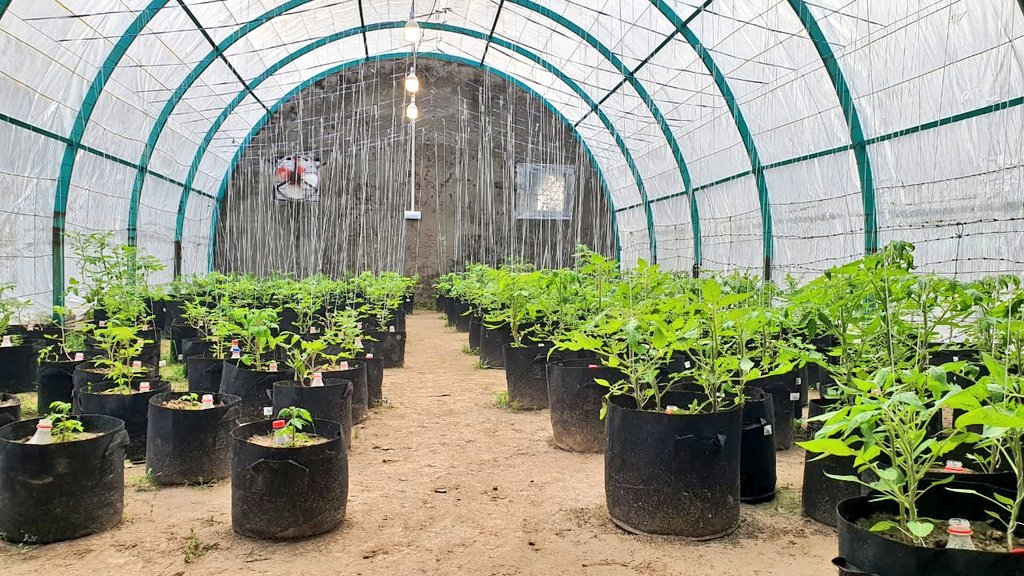 iamadiltarar's tweet photo. Exploring new frontiers in Tomato research! Here's a snapshot of ongoing research at Department of Plant Breeding and Genetics @PU_OfficialPK
#ResearchUpdate https://t.co/OZ2agIl1aV