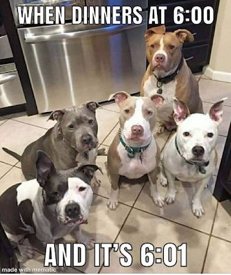 WelcomeDogPack's tweet photo. Ummmm Hello!! LOL #dogs #dogsarefamily #welcometothedogpack https://t.co/tLIxpZgjYr