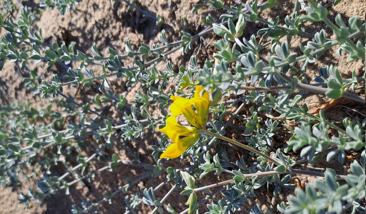 Aquí estamos en pleno enero, viviendo el despertar primaveral de la floración amarilla en las dunas de la Devesa de l'Albufera. Vamos, lo típico de marzo