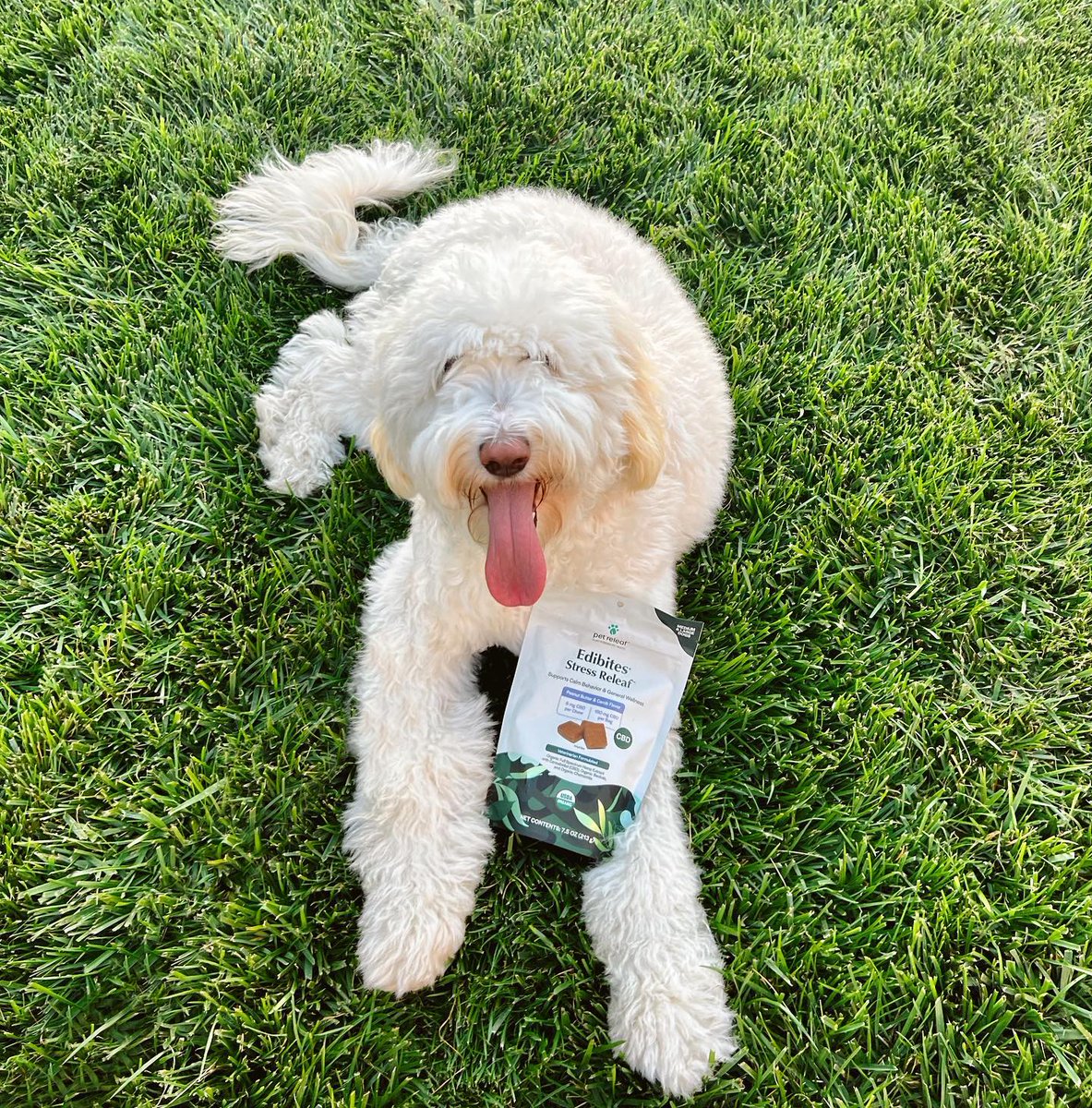 pet releaf tweet media
