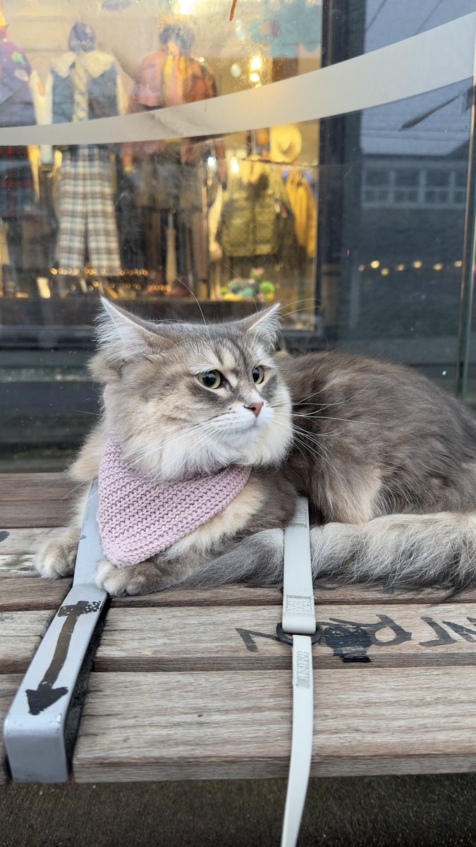 バス停🚏 Bus stop 🚏 waiting for a bus for adventure🫶 #cats #siberiancat #サイベリアン #猫好き