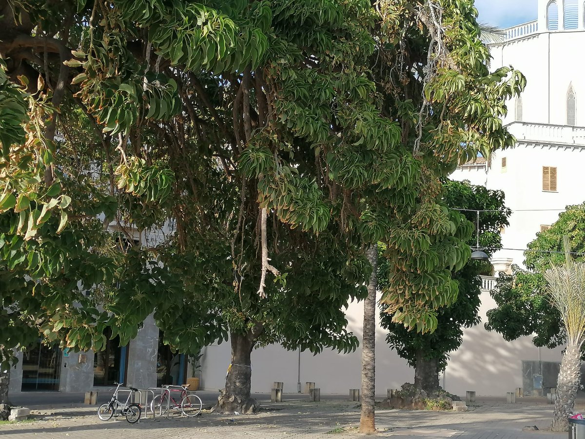 Llorenc_llomp's tweet photo. @GOBMallorca Aquests són els arbres. https://t.co/6a8KFe6Y4O