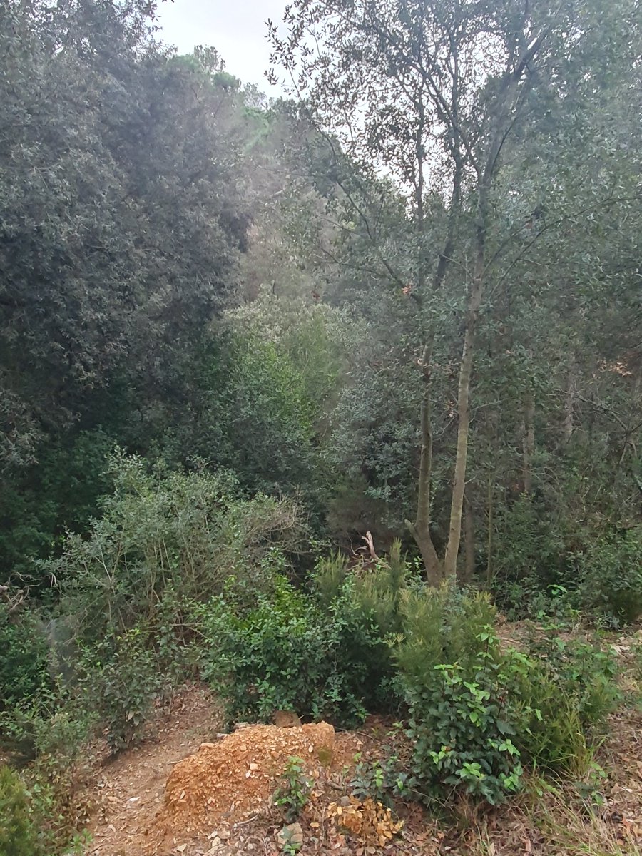 Collserolapais1's tweet photo. Calen franges ben fetes i acabades! Les 29 i 30 no estan fetes! Àmbit Vallpineda, Molins de Rei. Incomplir normativa té conseqüències! @xavipaz @parcncollserola @agentsruralscat @bomberscat https://t.co/rOAzRQn1mn