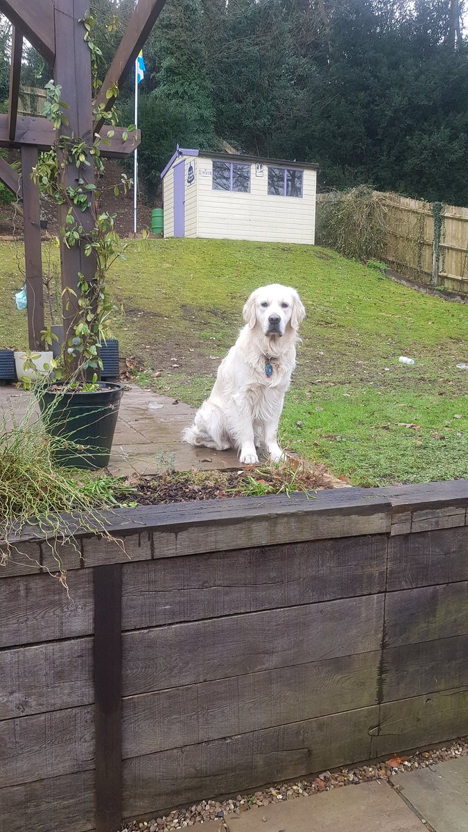 This is my "why are you still indoors, when I am outdoors, patiently waiting for you to come &amp; play?" look.