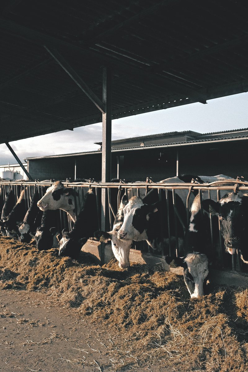 We want to know how your silage is this winter! ❄️🌱 
As we navigate the winter months, we want to hear from you! How's your silage quality holding up this season? Share your experiences and tips for maintaining top-notch silage with us in the comments.