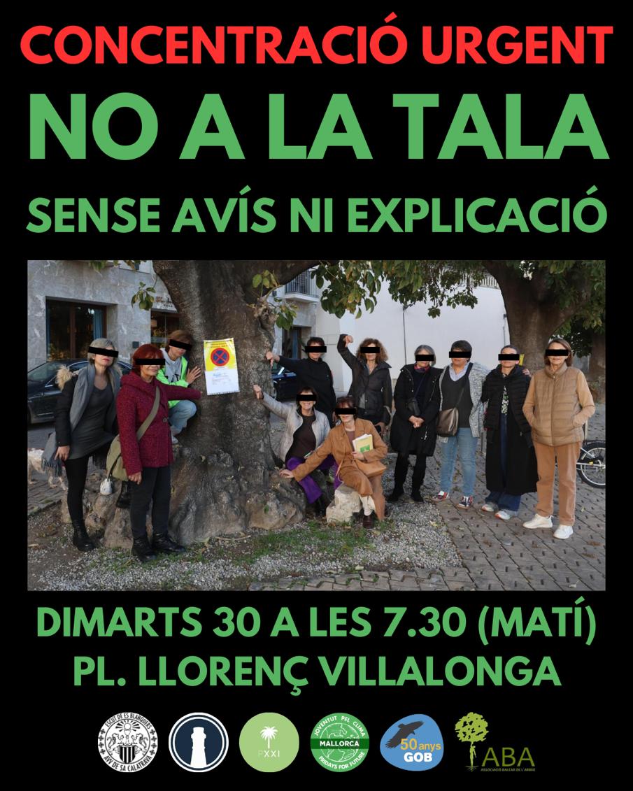 Súmate para evitar esta tala ¿necesaria? Sin avisar ni informar. A todo correr. <a href="/ajuntpalma/">Ajuntament de Palma</a> ¿esta es vuestra política "sostenible" y de cuidado a la ciudad?